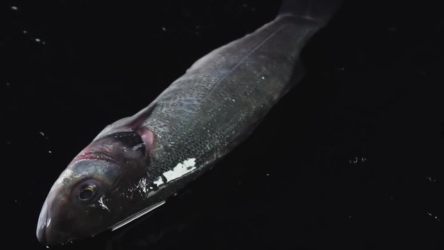 Raw fish is on a black background. The whole fish lying on a black table. Cooking fish food video seafood close up slow motion food stylish 