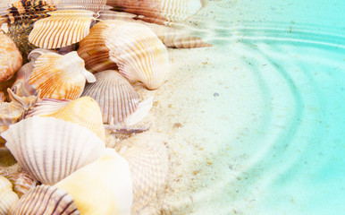 Colorful tropical seashells on sea sand
