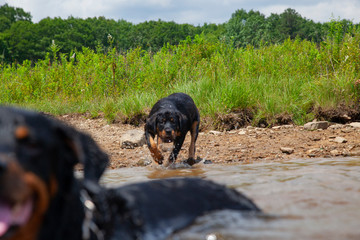 Defocused Rottweilers At Lake In Water, Perspective Artistic Shot