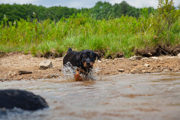 Rottweiler Puppy Stocking Big Brother In Lake