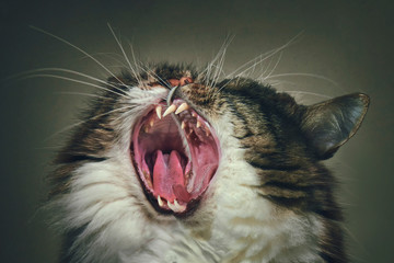 Yawning cats