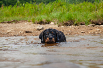 Rottweiler Puppy Takes First Step Into Water