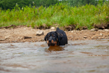 Rottweiler Puppy Overcoming Fear Of Water