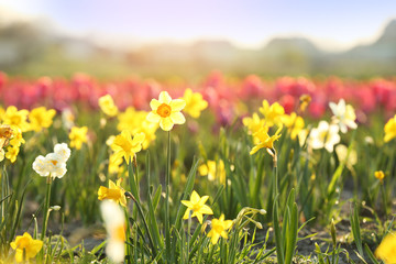 Field with fresh beautiful narcissus flowers on sunny day