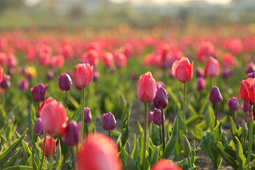 Field with fresh beautiful tulips. Blooming flowers