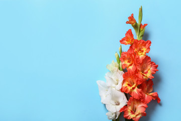 Flat lay composition with beautiful gladiolus flowers on blue background. Space for text