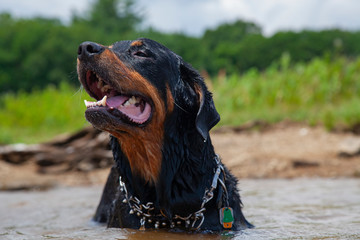 Rottweiler Cooling Off In Lake, Hot July Afternoon