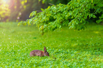 Cute rabbit on the green meadow.