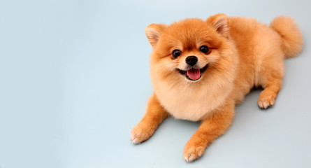 Pomeranian dog with blue backdrop.  