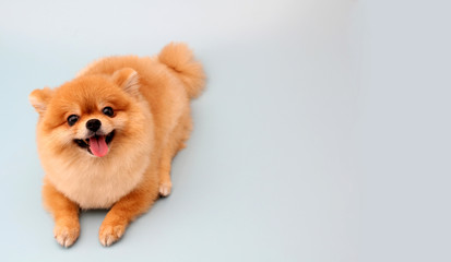 Pomeranian dog with blue backdrop.  