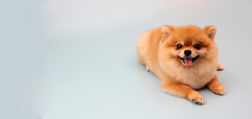 Pomeranian dog with blue backdrop.  