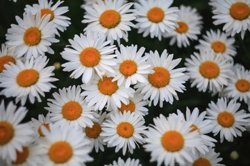 Many chamomile flowers in soft lighting.