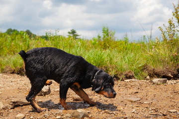 Rottweiler Puppy Running On Shoreline, Lakeside Summer Afternoon