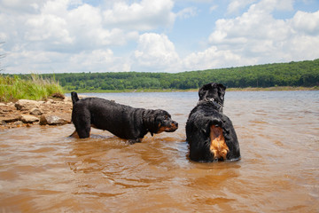 Big Brother Looking Over Little Sister Rottweiler Dogs In Water
