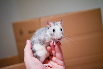 Obraz premium hamster in hands