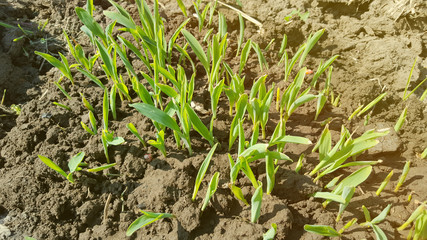 Young corn plant, commonly grown in the tropics