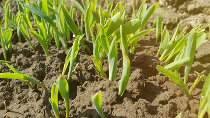 Young corn plant, commonly grown in the tropics