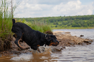 Action Photo Rottweiler Puppy In Water