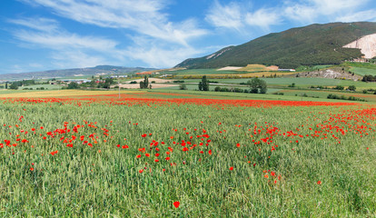 Obraz premium red poppies on a background of green field