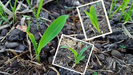 Young wheat seedlings growing in a soil