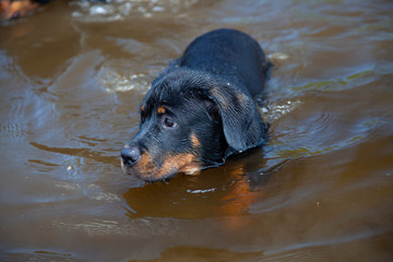 Curious Puppy Explores Water, Rottweiler Puppy 