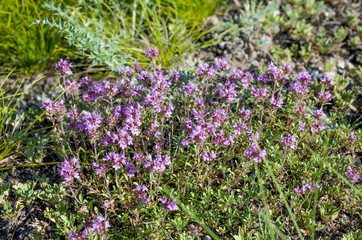 herb flowers mountain blossom