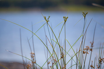 Grasses Growing Near Water, Macro Landscape, Shallow Depth Of Field