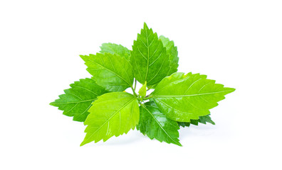 Shiso leaf on white background.