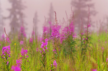 Fototapeta premium Foggy meadow