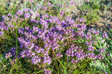 Fototapeta premium herb flowers mountain blossom