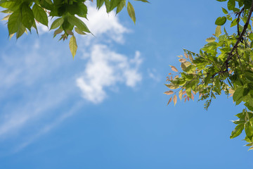 Fresh and green leaves with blue clouds sky, Natural backgrounds.