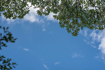 Fresh and green leaves with blue clouds sky, Natural backgrounds.