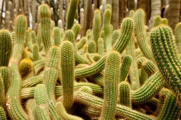 Close up twisted curved slender green cactuses in the desert. Low angle