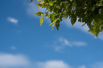 Fresh and green leaves with blue clouds sky, Natural backgrounds.