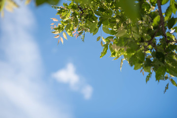 Fresh and green leaves with blue clouds sky, Natural backgrounds.