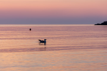 Naklejka premium Silhouette of a bird on the background of the sea in the light of the early morning light of warm pink color