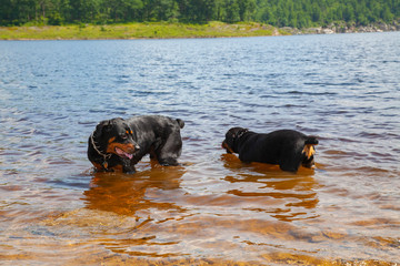 Brother And Sister Rottweilers Cooling Off And Playing In Lake