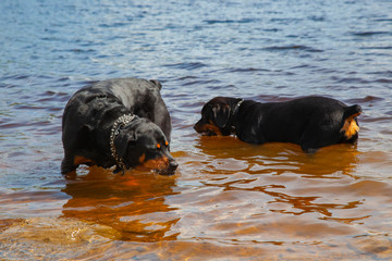 Brother And Sister Rottweilers Cooling Off And Playing In Lake