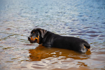 Rottweiler Puppy Dog Cooling Off On Hot Summer Day