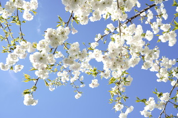 Beautiful white flower cherry blossoms, Vancouver, BC, Canada