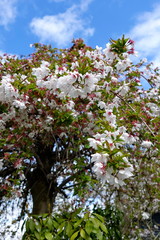 Beautiful cherry blossoms against blue sky in spring season.