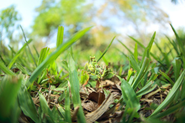 green grass blur image as abstract background with green mantis