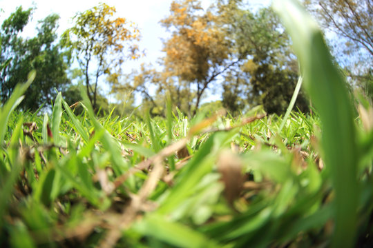 green grass blur image as abstract background