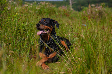 Rottweiler Resting In Grass