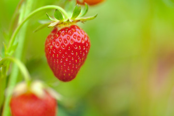 Strawberry field in the morning close up, no person