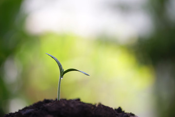 Growing small green sapling plant tree