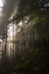 Naklejka premium Old mystical forest.