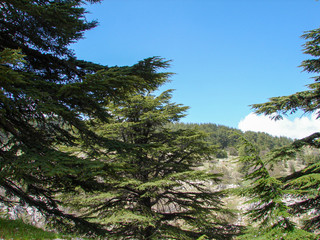 This is a capture of a Cedar forest located in Lebanon, this picture was taken during spring 2009 and you can see the old aged green tree in the reserve