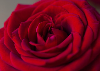 Scarlet red rose closeup. Fragrant rose flower with macro petals.