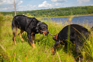 Rottweiler Dogs Running And Playing Outdoors At Lake Side